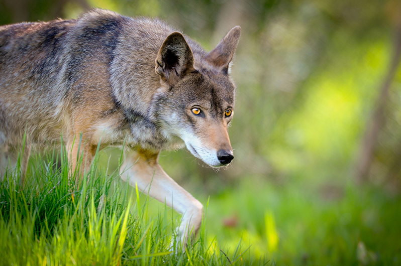 Wildlands Network Red Wolf Recovery