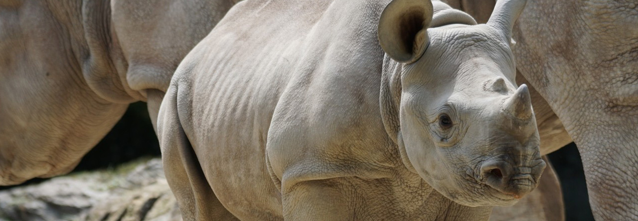 Rhino Relocation, Great Plains, Botswana
