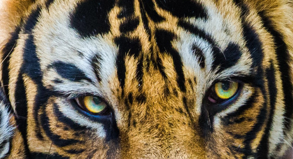 Tiger Demand Reduction, WildAid USA, India